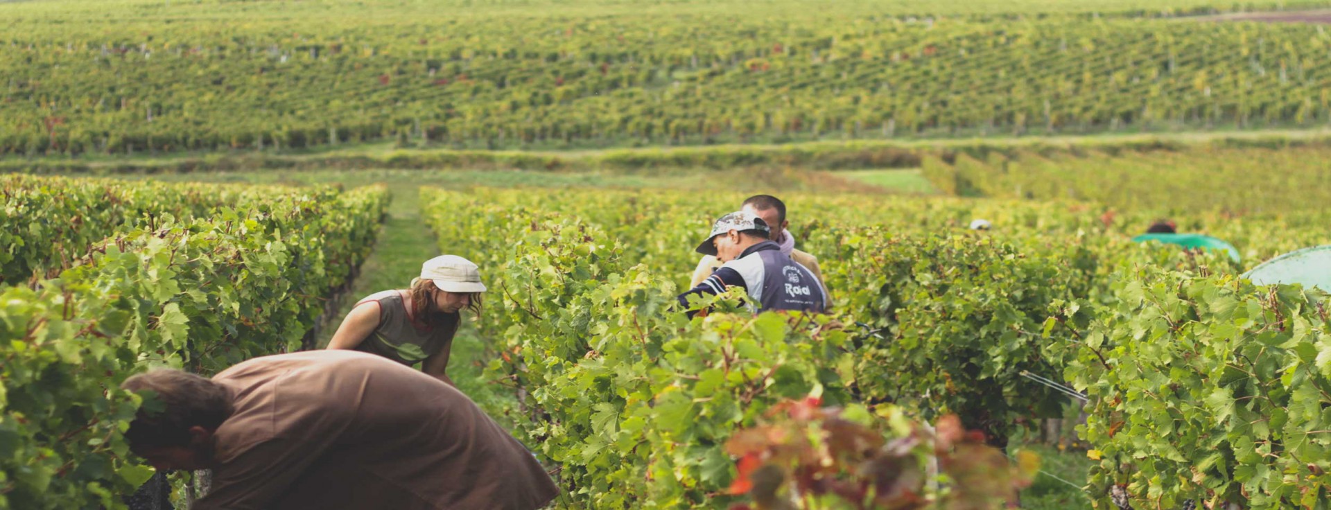 de-la-vigne-au-chai-vendanges