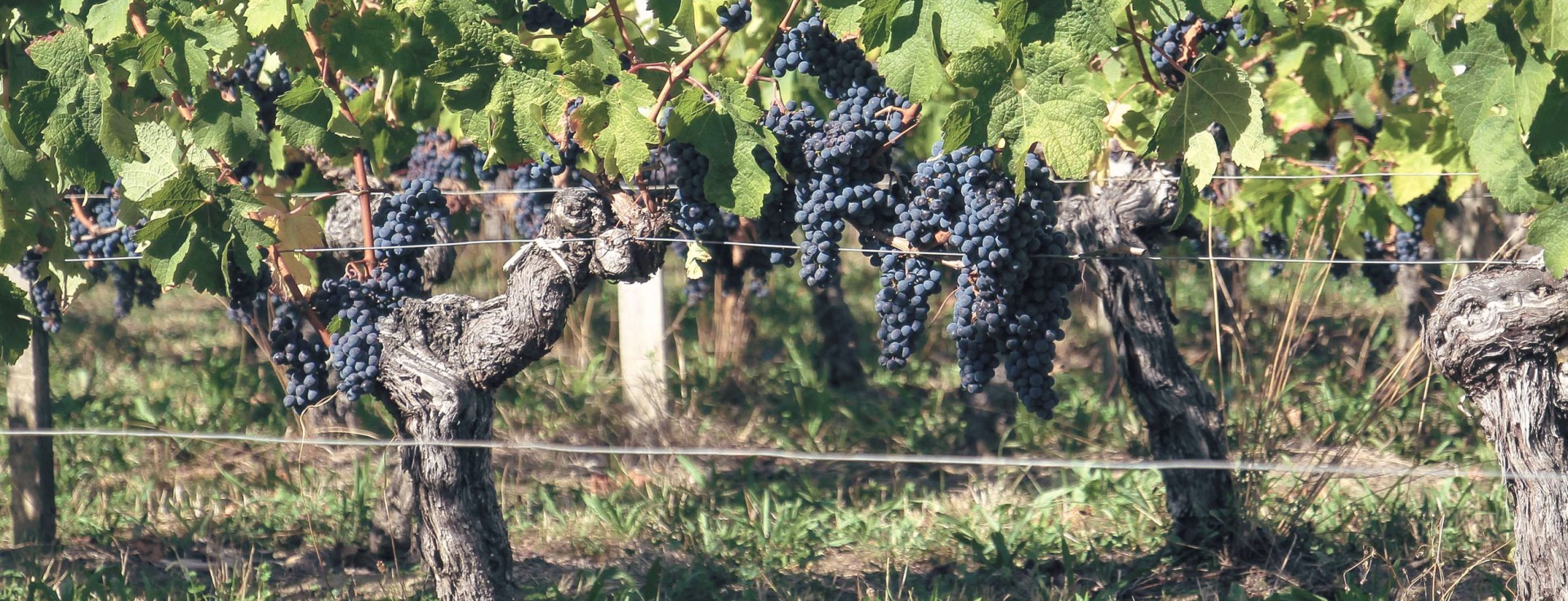 de-la-vigne-au-chai-vignes